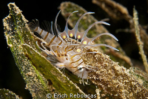 Baby lionfish. A bit bigger than the leaf of seagrass. by Erich Reboucas 